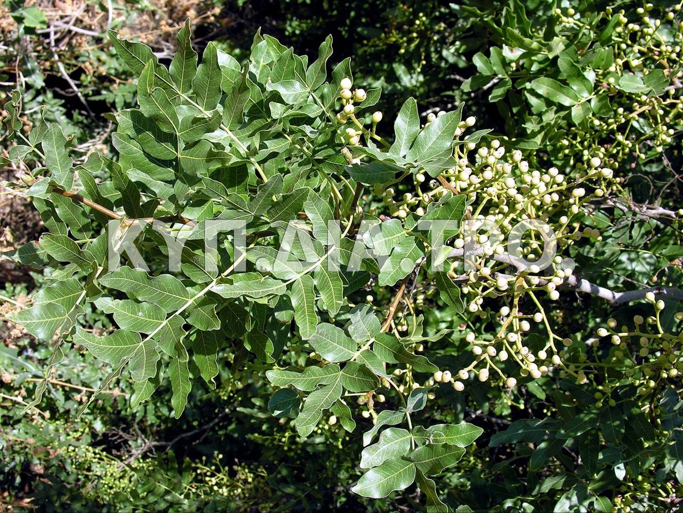 Φύλλα και καρποί της Pistacia atlantica subsp. cypricola. Φωτ. Χ. Χριστοδούλου, 2006
