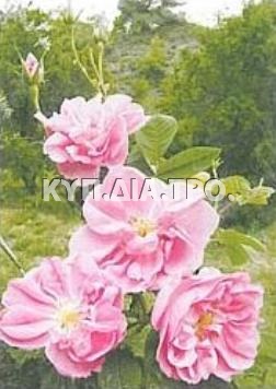 «Άνθη τριανταφυλλιάς, ποικιλίας Ροδής της Δαμασκηνής» <br> Πηγή: Κοινοτικό Συμβούλιο Αγρού, http://www.agros.org.cy/tradition_products_rosewater.shtm
