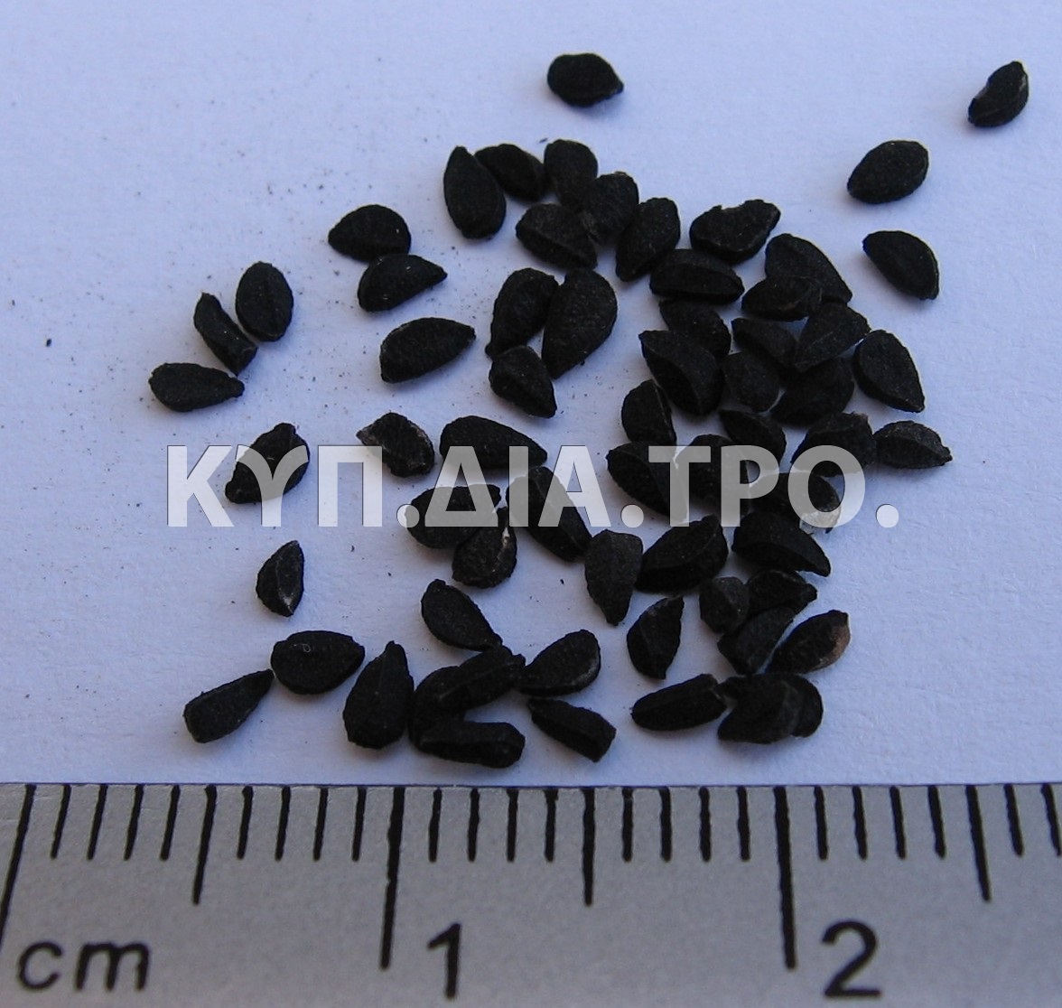 Σπόροι μαυρόκοκκου <br/> Πηγή: http://en.wikipedia.org/wiki/File:Nigella_Sativa_Seed.jpg.