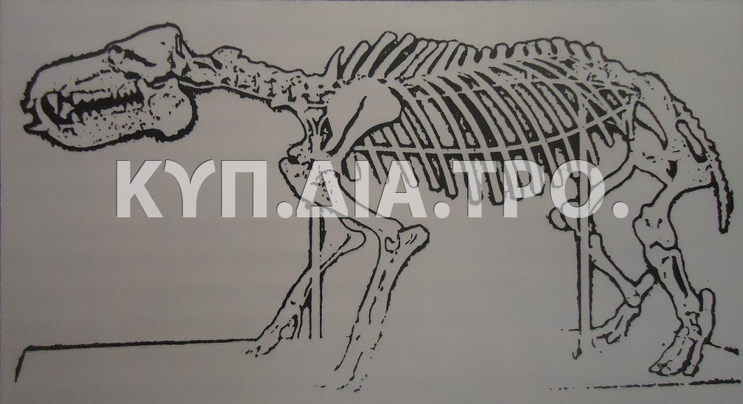 Σκελετός νάνου ιπποπόταμου (Hippopotamus minutus  ή Phanurios minutus) με βάση απολιθωμένα οστά που βρέθηκαν στην Κύπρο. Το θηλαστικό αυτό είχε μήκος 1, 40m και ύψος 0, 68m.© Παυλίδης 1991