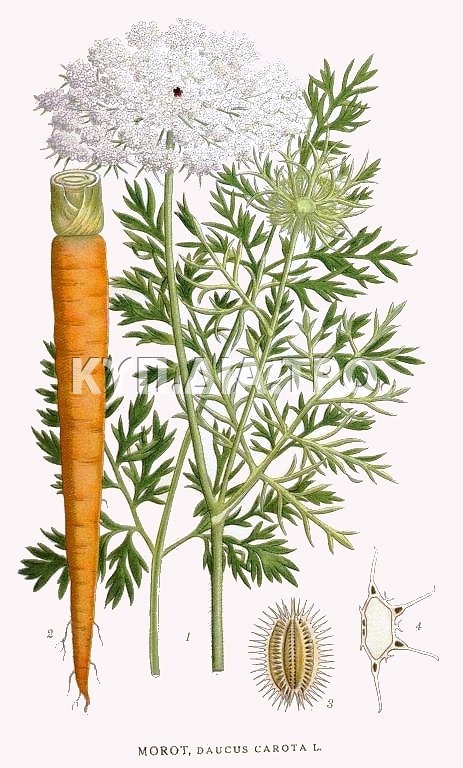 Άγριο καρότο (ρίζα, φυτό και σπόροι). <br/> Πηγή: https://commons.wikimedia.org/wiki/File:Daucus_Carota.jpg