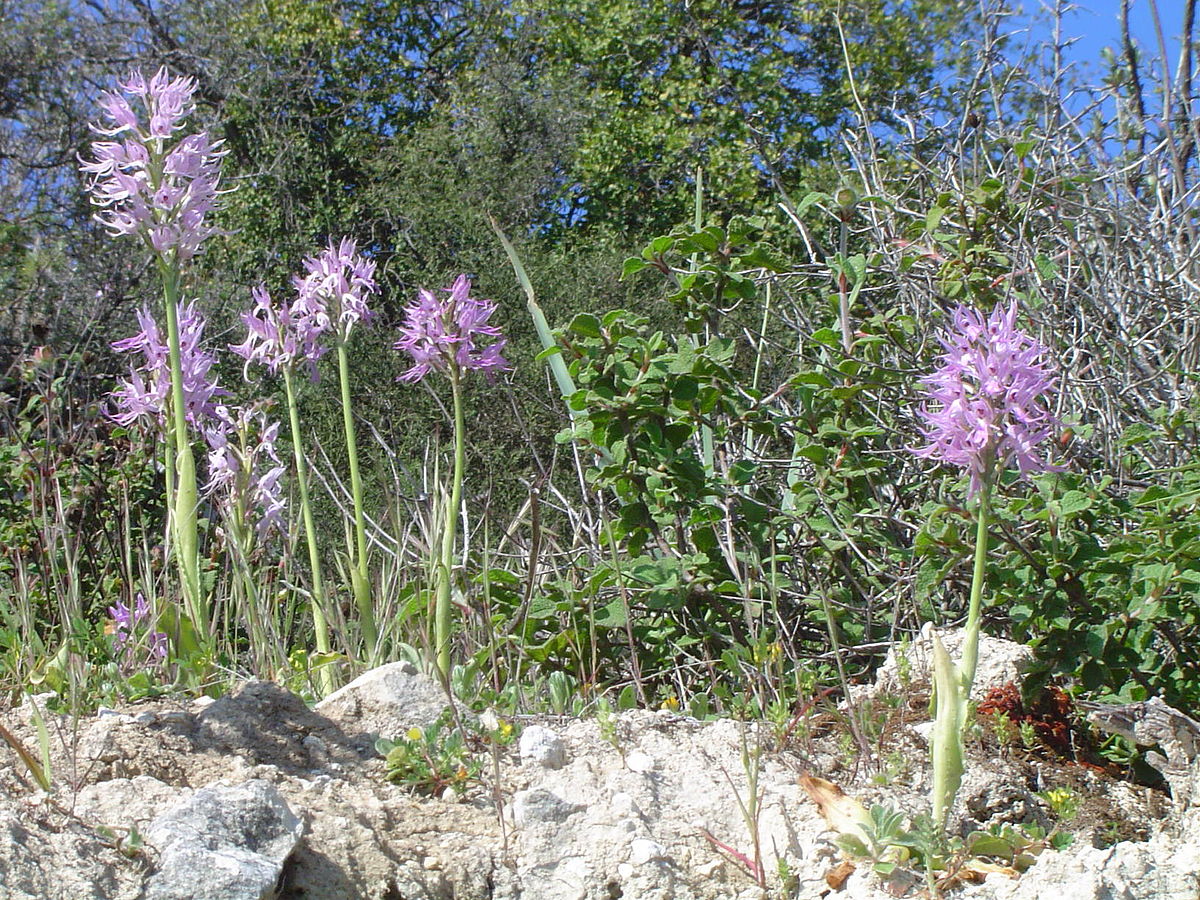 Ορχιδέες κοντά στην Κρήτου Τέρρα (2004). <br/> Πηγή: Havang(nl) (https://commons.wikimedia.org/wiki/File:Orchids_near_Kritou_Terra,_Cyprus,_2004.JPG)