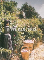 http://www.agros.org.cy/tradition_products_rosewater.shtm