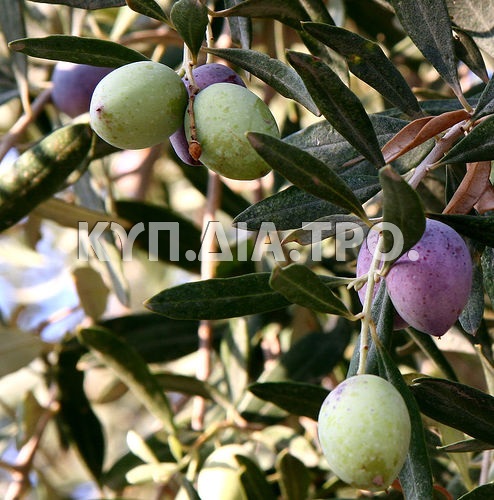 «Κλαδί ελιάς με καρπούς» <br/> Πηγή: http://en.wikipedia.org/wiki/File:Olivesfromjordan.jpg