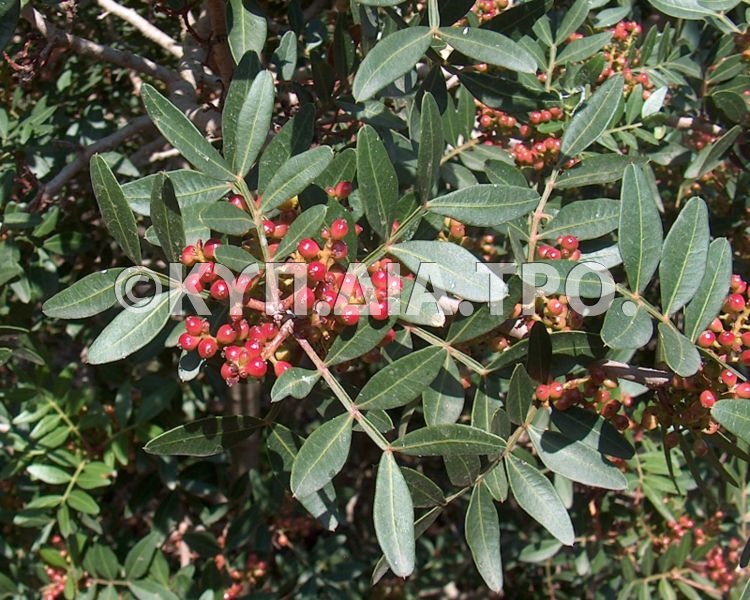 «Φυτό και καρποί σχοίνου (Pistacia lentiscus)»