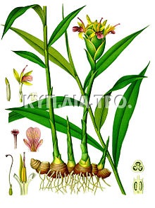 Φυτό και κόνδυλος πιπερόριζας <br/> Πηγή:http://en.wikipedia.org/wiki/Ginger.
